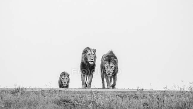 Tre leoni maschi, Panthera Leo, su una cresta, testa a vista, immagine in bianco e nero. — Foto stock
