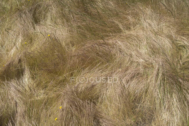 Windgepeitschtes Feld, wilde Gräser im Sommer, Nahaufnahme von langem Gras, Blick über den Kopf. — Stockfoto