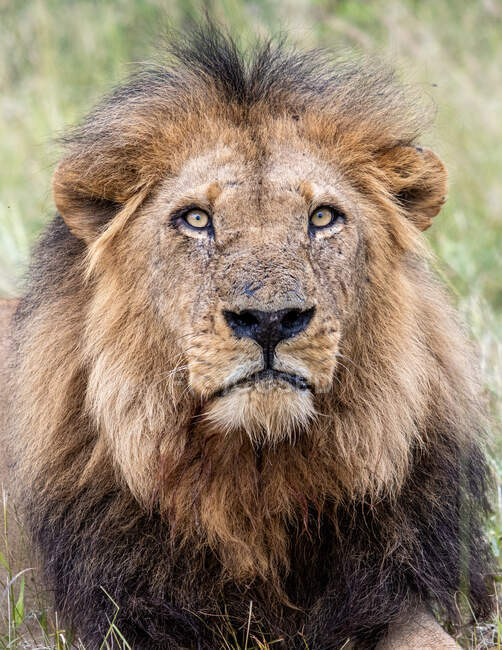 Un león macho, Panthera leo, retrato, mirada directa - foto de stock