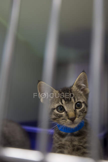 Um gato com um colarinho azul olhando através de uma janela. — Fotografia de Stock