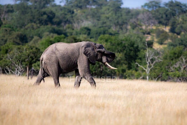 Un elefante, Loxodonta africana, cammina attraverso l'erba lunga toccandosi l'orecchio con il tronco — Foto stock