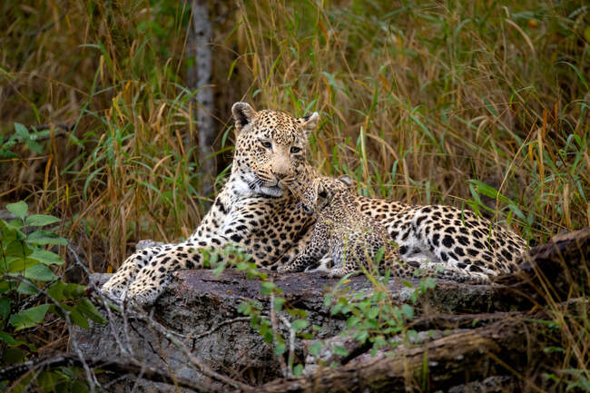 Un leopardo femmina e il suo cucciolo, Panthera pardus, sdraiati insieme su un tronco, cucciolo mette le zampe sul suo viso — Foto stock