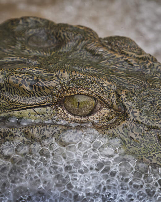 Un primo piano di un occhio di coccodrillo, Crocodylus niloticus, con bolle d'acqua che si formano intorno al viso. — Foto stock