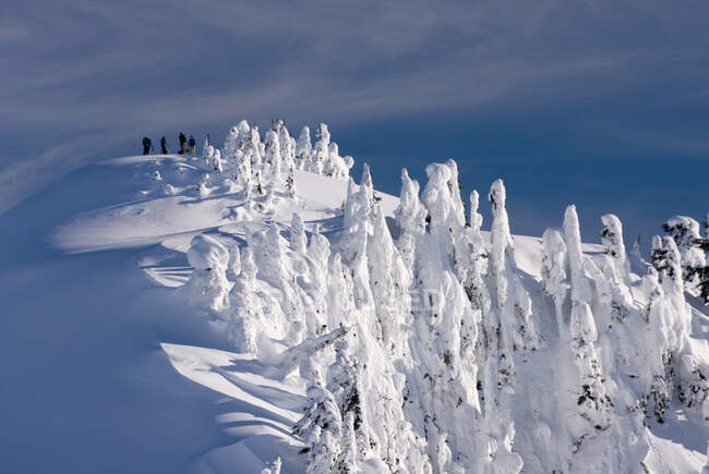 Winter snow in the Northern Cascades mountains, elevated view of sunlight on ice formations on trees., — Stock Photo