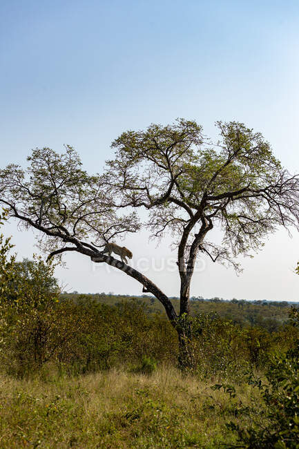 Un leopardo, Panthera pardus, desciende de un árbol - foto de stock