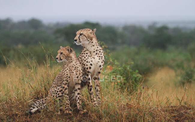 Un cachorro de guepardo y su madre, Acinonyx jubatus, se sientan juntos en la hierba larga y se vuelven hacia un lado - foto de stock