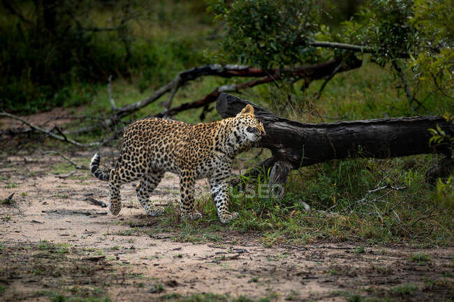 Un leopardo, Panthera pardus, se frota contra un árbol muerto - foto de stock