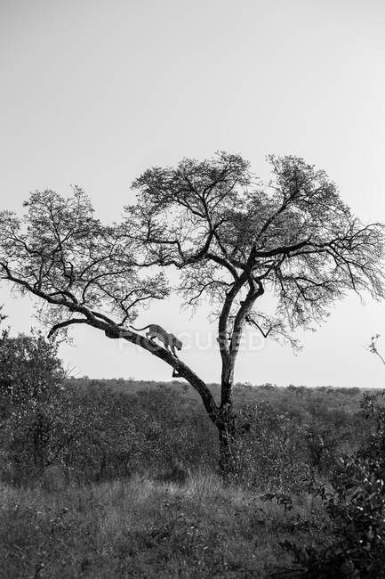 Un leopardo, Panthera pardus, desciende de un árbol, blanco y negro - foto de stock