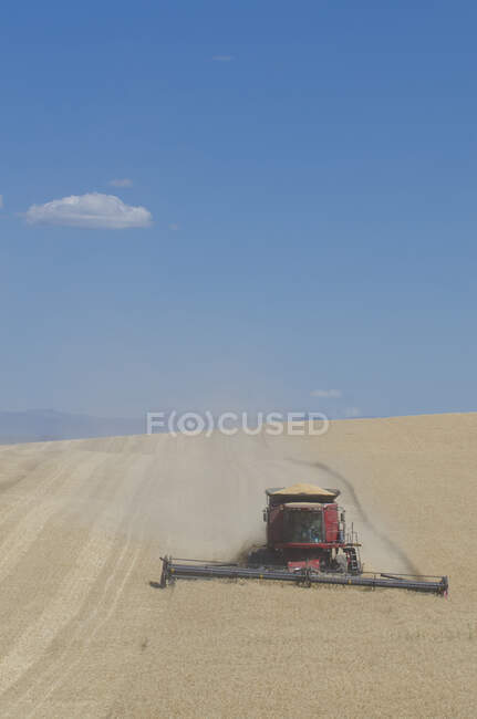 Une moissonneuse batteuse travaillant à travers un champ, traversant le paysage ondulé, coupant la récolte de blé mûr pour récolter le grain. — Photo de stock