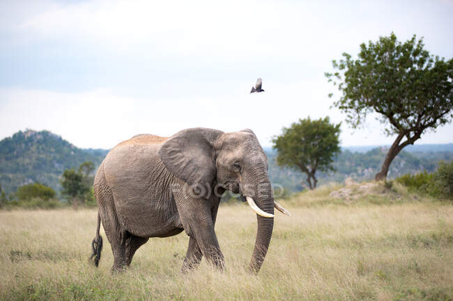 Un elefante, Loxodonta africana, camina a través de la hierba como un drongo de cola tenedor, Dicrurus adsimilis, vuela sobre él, en color - foto de stock