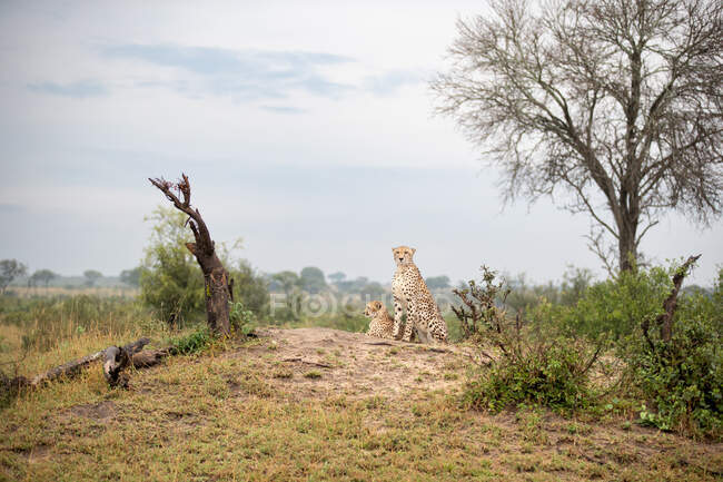 Due ghepardi, Acinonyx jubatus, sopra un tumulo, grandangolo — Foto stock