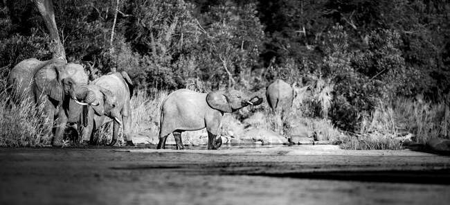 A herd of elephants , Loxodonta africana, drink water from a dam, black and white image. — Stock Photo