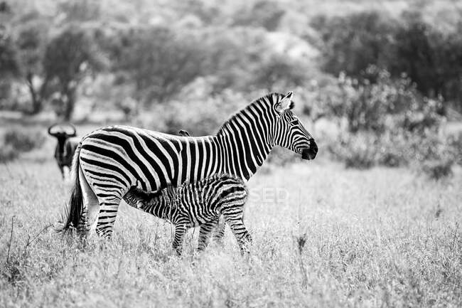 Un zèbre femelle, Equus quagga, et son veau allaitant, en noir et blanc — Photo de stock