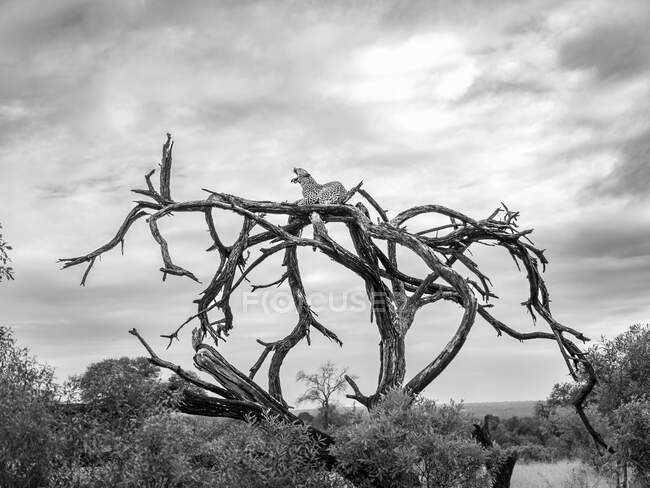 Un leopardo, Panthera pardus, giace su un albero morto e sbadiglia, in bianco e nero — Foto stock