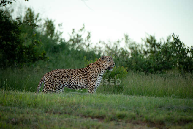 Um leopardo macho, Panthera pardus, olhando à sua frente — Fotografia de Stock