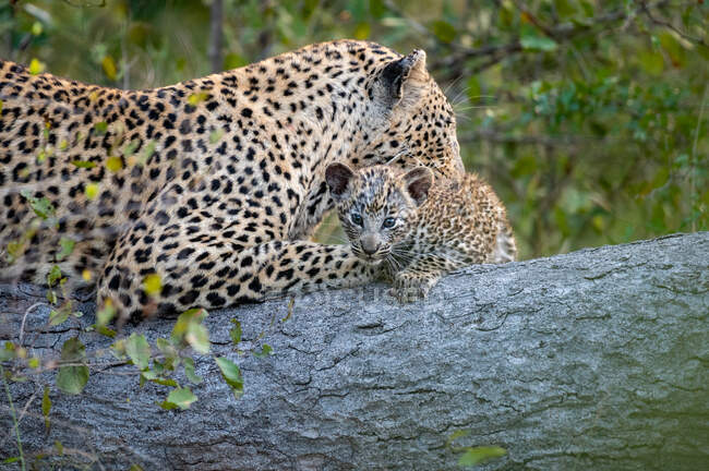 Леопард і її дитина, Пантера Пардус, лежали разом на колоді, поки леопард очищає її дитину — стокове фото
