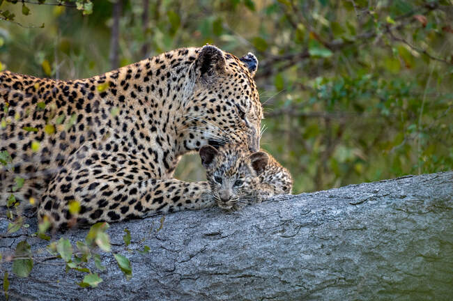 Um leopardo e seu filhote, Panthera pardus, deitam-se juntos em um tronco enquanto o leopardo limpa seu filhote — Fotografia de Stock