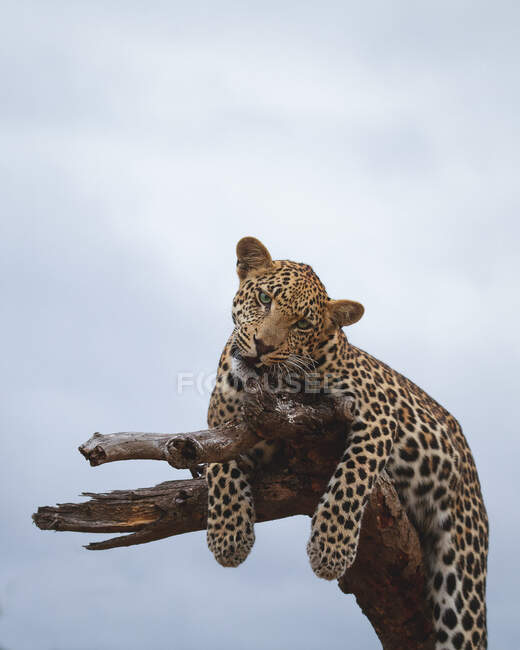 Un leopardo, Panthera pardus, se acuesta sobre un árbol muerto y mastica la rama - foto de stock