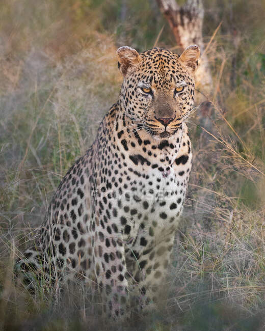 Мужчина леопард, Panthera pardus, сидит в длинной траве и смотрит вперед — стоковое фото