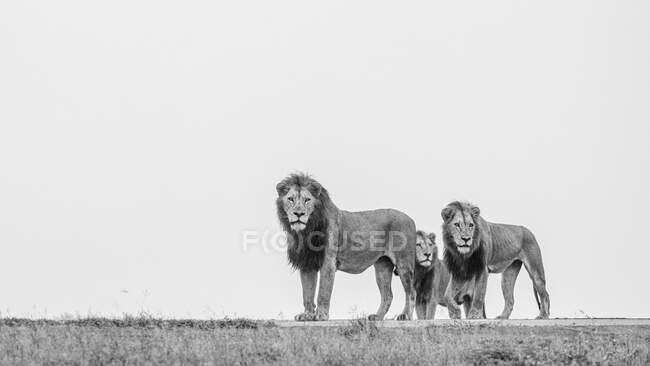Three male lions, Panthera Leo, on a ridge, side view, black and white image. — Stock Photo