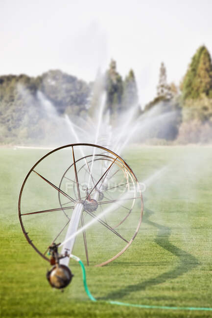 Water hoses on round frames spraying water jets in a field, commercial horticultural sprinklers and irrigation. — Stock Photo