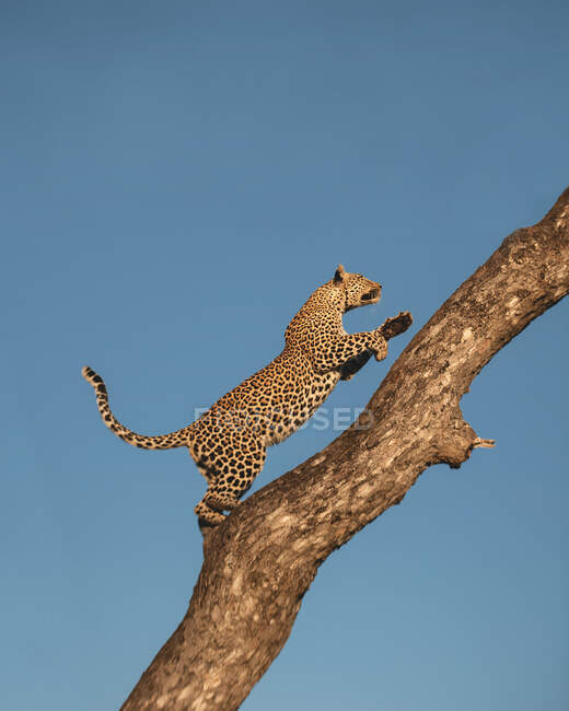 Un leopardo, Panthera pardus, trepa a un árbol - foto de stock