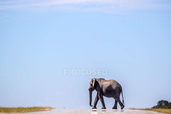 Un elefante, Loxodonta africana, cruza un camino - foto de stock