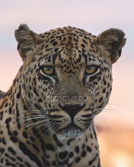 Un leopardo macho, Panthera pardus, retrato de cerca, mirada directa, durante la puesta del sol - foto de stock