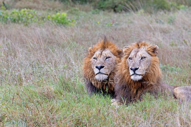 Dois leões machos, Panthera leo, jazem juntos em relva longa — Fotografia de Stock