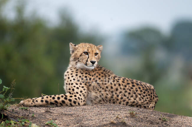 Two Cheetah, Acinonyx jubatus, on top of a mound, wide angle — Stock Photo