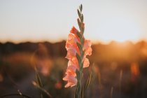 Flor de la bandera de maíz contra la puesta de sol en el campo - foto de stock