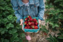 Fille marche avec fraises fraîchement cueillies — Photo de stock