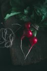 Bouquet de radis frais — Photo de stock