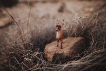 Brown toy reindeer — Stock Photo