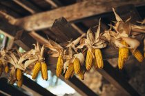 Mazorcas de maíz secas colgando - foto de stock