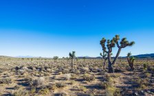 Belos cactos no Vale da Morte — Fotografia de Stock