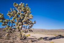 Beaux cactus dans la vallée de la mort — Photo de stock