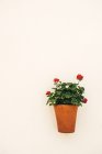 Цветочный горшок и красивые цветы на стене — стоковое фото