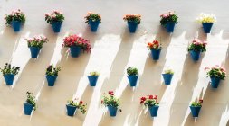 Цветочные горшки с красивыми цветами на стене — стоковое фото