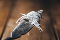 Deliziose anguille di sabbia — Foto stock