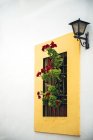 Квіткові горщики з красивими квітами на стіні — стокове фото
