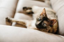 Carino piccolo gatto sul divano — Foto stock