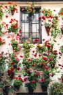 Цветочные горшки с красивыми цветами на стене — стоковое фото