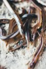 Délicieuses anguilles de sable — Photo de stock