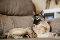 Mignon petit chat sur canapé — Photo de stock