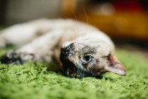 Chat mignon couché sur le tapis — Photo de stock