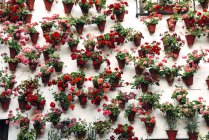 Vasi da fiori con fiori colorati — Foto stock