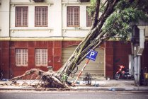 Fallen tree on street — Stock Photo
