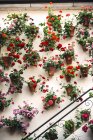 Panelas com flores coloridas — Fotografia de Stock