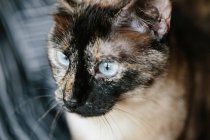 Portrait de chat mignon — Photo de stock
